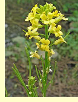 Сурепка, или сурепица (Barbarea vulgaris R. Br.) Сурепка, или сурепица (Barbarea vulgaris R. Br.)